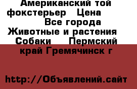 Американский той фокстерьер › Цена ­ 25 000 - Все города Животные и растения » Собаки   . Пермский край,Гремячинск г.